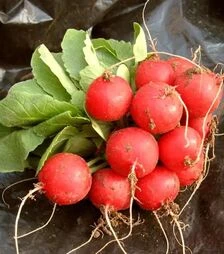 Насіння редису Селеста F1, 250 г (Enza Zaden)
