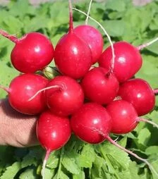 Насіння редису Примара F1, 100 г (Semo)