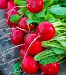 Насіння редису Вієнна F1, 250 г (Enza Zaden)