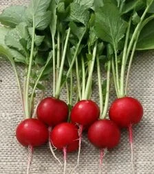 Насіння редису Теко, 250 г (Semo)