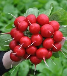 Семена редиса Диего F1, п.е. 10 тыс. семян, 3,4-3,6 калибр (Hazera)