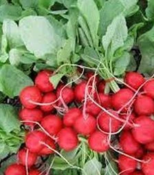 Семена редиса Лаурелла F1, п.е. 50 тыс. семян, 3,0-3,2 калибр (Hazera)