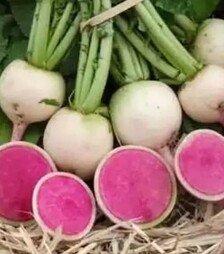 Семена редьки КС 730 F1, 50 г (Kitano Seeds)