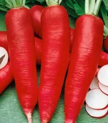 Насіння редьки Кармина, 1 кг (Semo)