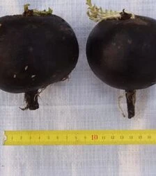 Насіння редьки Пантер, 250 г (Semo)