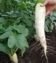 Насіння редьки Ярола F1, 50 г (Semo)