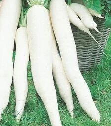 Насіння редьки Япана F1, 50 г (Semo)