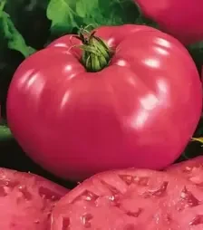 Насіння томату Розарій F1, п.о. 250 насінин (Libra Seeds)