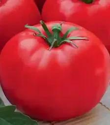 Семена томата Леди Совершенство, 500 г (Коуэлл)