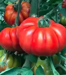 Насіння томату Марсалато F1, п.о. 250 насінин (Enza Zaden)