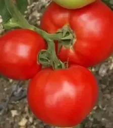 Семена томата Мирсин F1, п.е. 1 тыс. семян (Seminis)