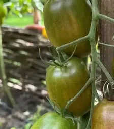 Семена томата Сиара F1, п.е. 250 семян (Breeding Seeds)