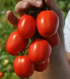 Семена томата Мегрез F1, п.е. 5 тыс. семян (Libra Seeds)