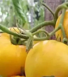 Насіння томату Батур F1, п.о. 1 тис. насінин (Libra Seeds)