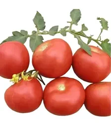 Насіння томату Парто F1, п.о. 500 насінин (Semo)