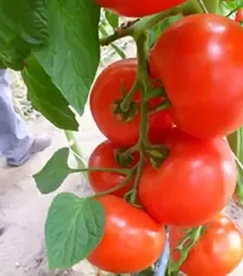 Семена томата Мелодия F1, п.е. 250 семян (Seminis)