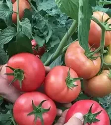 Насіння томату Села F1, п.о. 250 насінин (Libra Seeds)