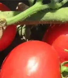 Семена томата Волна F1, п.е. 1 тыс. семян (Hazera)