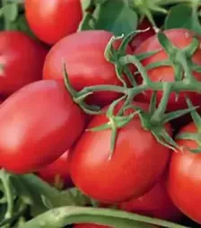 Семена томата Суоми F1, п.е. 2,5 тыс. семян (Syngenta)