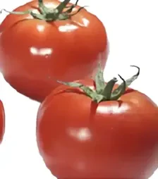 Насіння томату Раллі F1, п.о. 500 насінин (Enza Zaden)