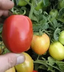 Насіння томату Орбіт, 300 г (Semo)