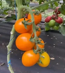 Семена томата Лимонария F1, п.е. 250 семян (Breeding Seeds)