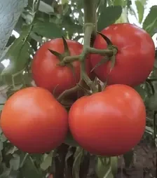 Семена томата Матиссимо F1, п.е. 250 семян (Seminis)