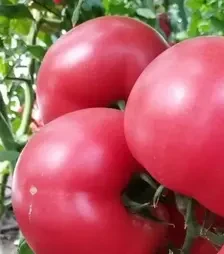 Семена томата Малдуо F1, п.е. 500 семян (Syngenta)