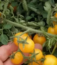 Насіння томату Мініголд, п.о. 10 тис. насінин (Semo)