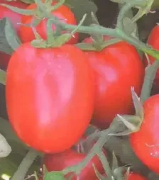 Семена томата Мицено F1, п.е. 2,5 тыс. семян (Syngenta)