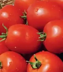 Семена томата Намиб F1, п.е. 1 тыс. семян (Syngenta)