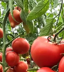 Насіння томату Пеконет F1, п.о. 500 насінин (Syngenta)