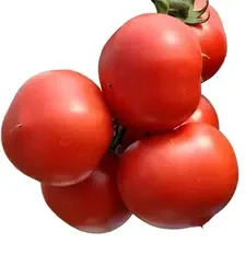 Семена томата Пинк Джаз F1, п.е. 500 семян (Hazera)