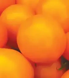 Насіння томату Рані F1, п.о. 1 тис. насінин (Libra Seeds)