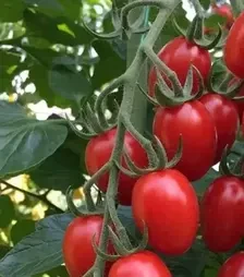 Насіння томату Редберрі F1, п.о. 1 тис. насінин (Libra Seeds)