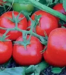 Семена томата Сагатан F1, п.е. 1 тыс. семян (Syngenta)