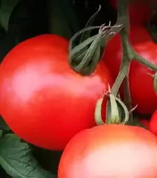 Семена томата Тастиер F1, п.е. 500 семян (Moravoseed)