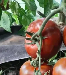 Насіння томату Керук F1, п.о. 1 тис. насінин (Libra Seeds)