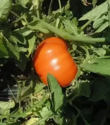 Семена томата Мир Муссон F1, п.е. 250 семян (Libra Seeds)