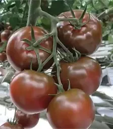 Семена томата БИГ Сашер F1, п.е. 100 семян (Yuksel Tohum)