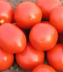 Семена томата Ред ской F1, п.е. 1 тыс. семян (Nunhems)