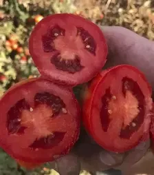 Семена томата 2123 F1, п.е. 5000 семян (Heinz)