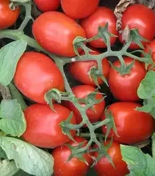 Семена томата 3402 F1, п.е. 5000 семян (Heinz)