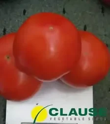 Семена томата Акела F1, п.е. 1 тыс. семян (Clause)