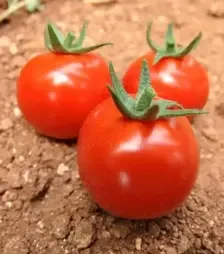 Семена томата Арома F1, п.е. 100 семян (Yuksel Tohum)
