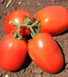 Семена томата Галилея F1, п.е. 1 тыс. семян (Hazera)