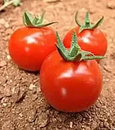Насіння томату Гюсто F1, п.о. 500 насінин (Yuksel Tohum)