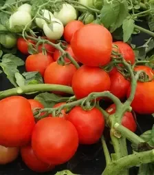 Насіння томату Даліміл, 1 кг (Moravoseed)