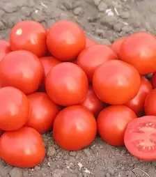 Семена томата Дональд F1, п.е. 1 тыс. семян (Nunhems)