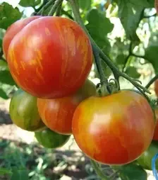 Семена томата Дуо, 1 кг (Moravoseed)